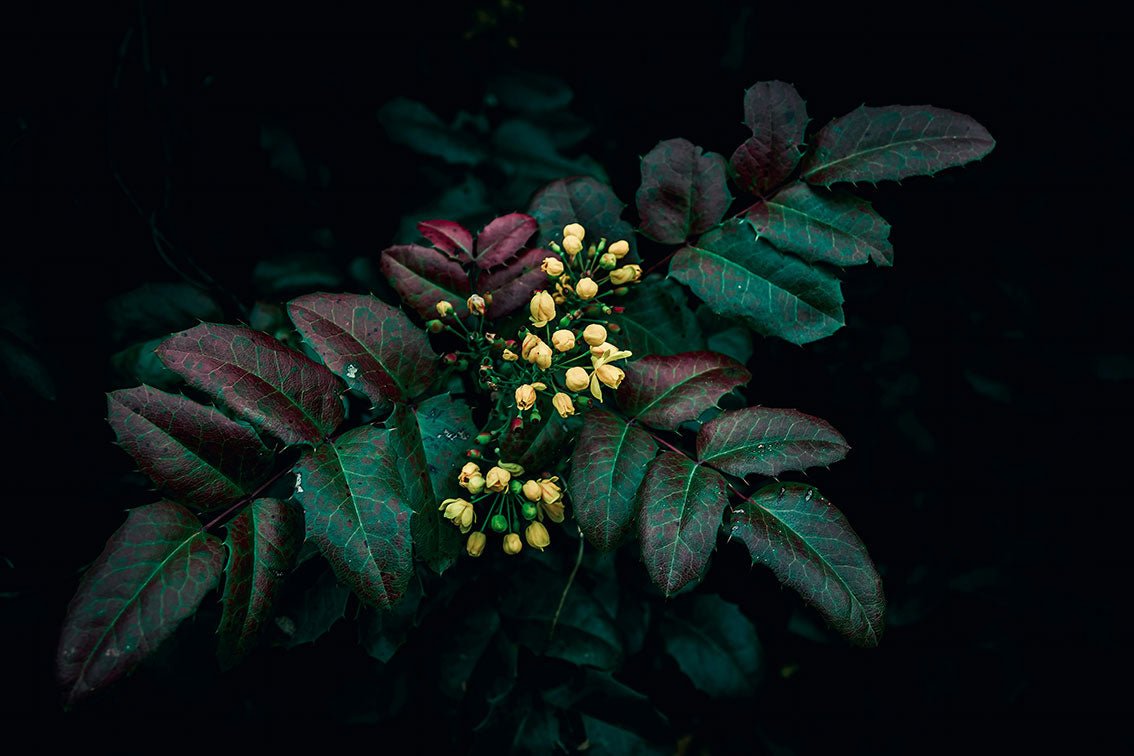 Berberine: benefits of the weight regulator