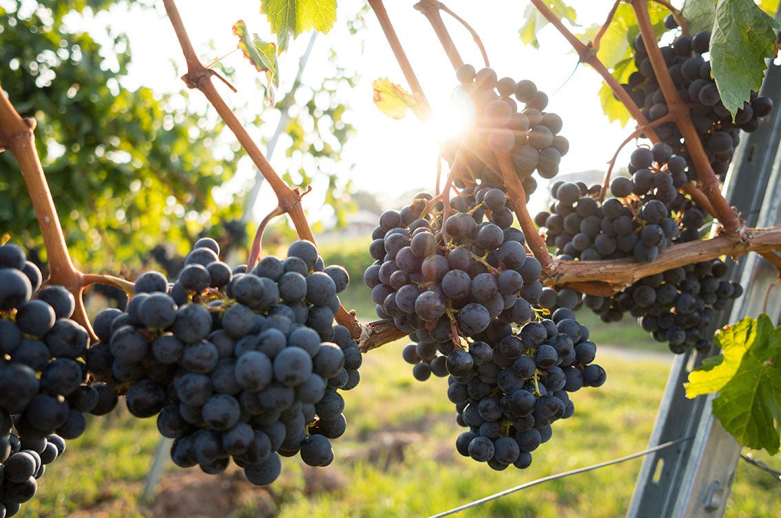 Resveratrol: benefits of the universal compound